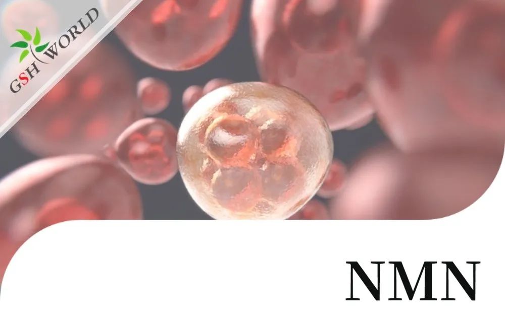 行业关注 - NMN改善 RPE 中碘酸钠引起的细胞衰老和炎症