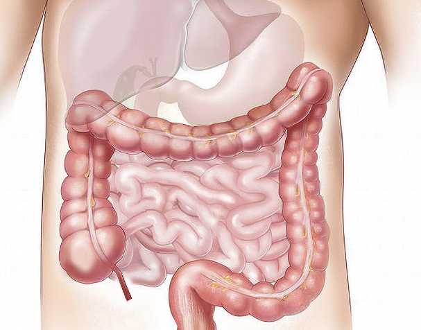 NMN在肠道健康中的作用