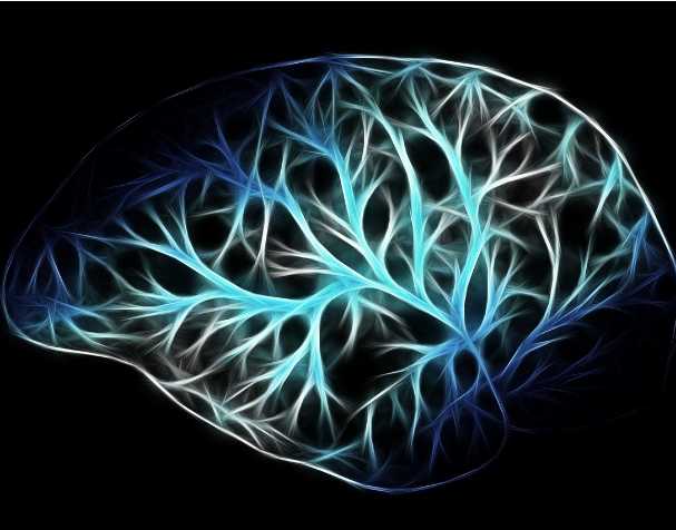 PQQ对大脑功能的影响