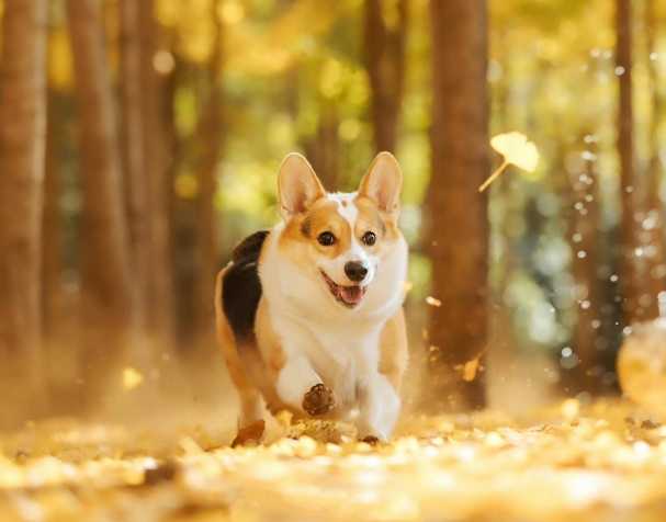 PQQ：改善认知与运动能力