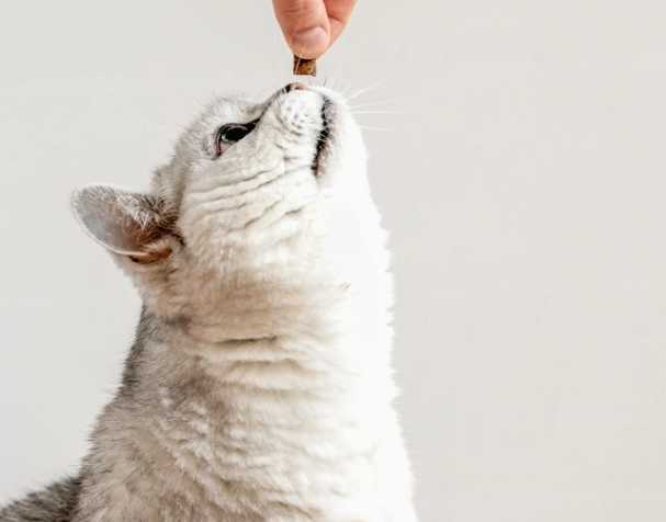 辅酶Q10：促进心血管健康