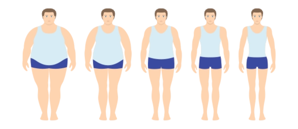 对肥胖“氧化应激-炎症”循环的阻断作用