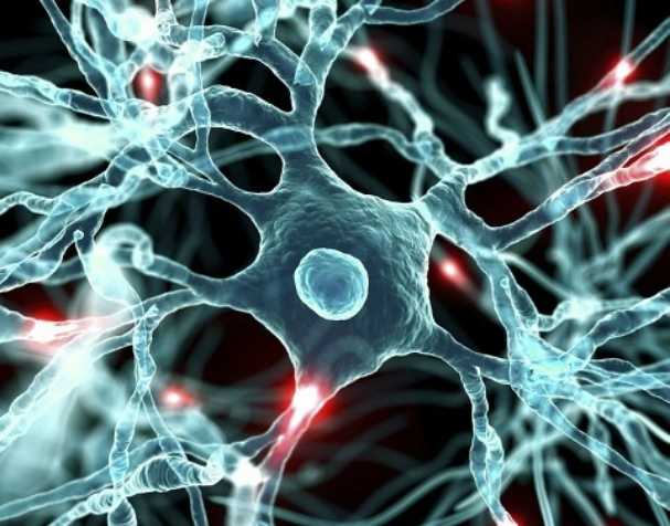 胞磷胆碱对大脑健康的显著益处