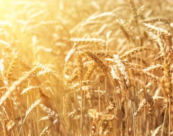 谷胱甘肽在多种非生物胁迫中的作用