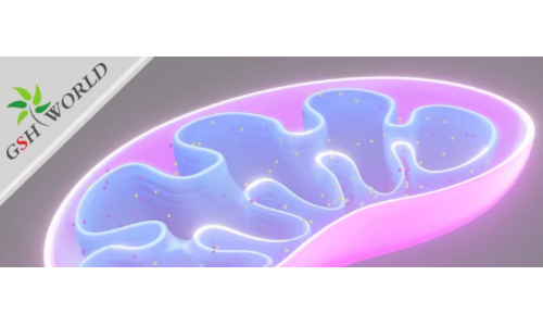 ATP——维持生命的能量基础