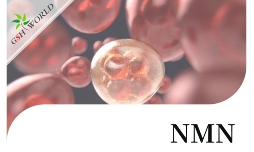 行业关注 - NMN改善 RPE 中碘酸钠引起的细胞衰老和炎症