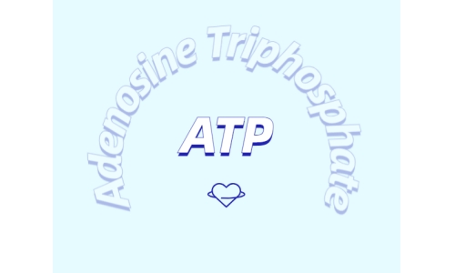 ATP对运动的作用：从力量到心脏