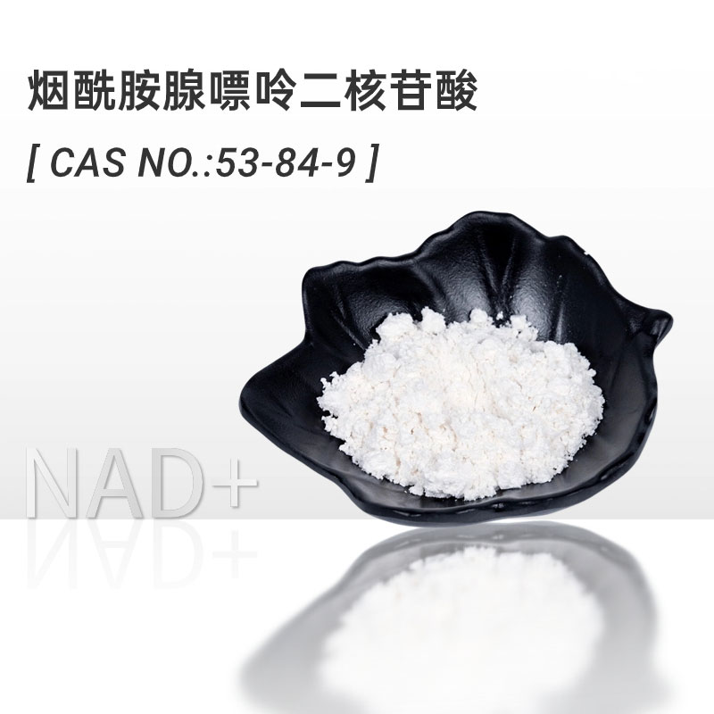 NAD+烟酰胺腺嘌呤二核苷酸