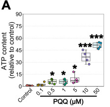 PQQ给药对体外ATP的影响