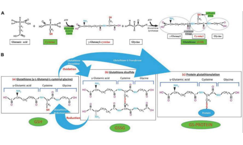 谷胱甘肽在炎症中的作用